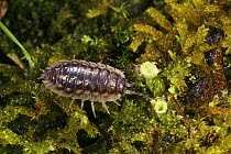 Common woodlouse (Oniscus asellus) on mossy stone, Surrey, England
