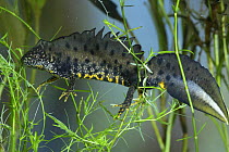 Great crested newt (Triturus cristatus) male in early spring,  UK