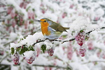 Robin (Erithacus rubecula) on Flowering currant (Ribes sanguineum) after a late snowfall in April, UK, digital composite