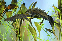 Great crested newt (Triturus cristatus) egg-laying female attended by male, Surrey, England