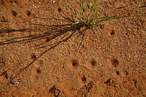 Ant lion (Myrmeleontidae) pits in soil, central Madagascar