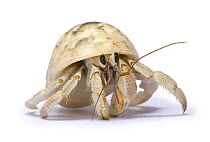 Land hermit crab (Coenobita species) captive, Southern Madagascar