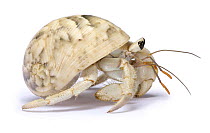 Land hermit crab (Coenobita sp) captive, Southern Madagascar