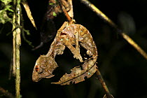 Leaf tailed gecko (Uroplatus phantasticus) hanging like a dead leaf, Madagascar. Commended in the Audubon Society of Greater Denver  Share the View competition 2011