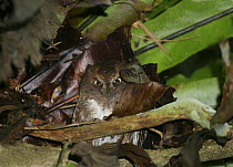 Malagascar scops owl (Otus rutilus) resting during the day, Madagascar
