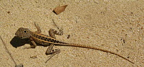 Three-eyed iguanid lizard (Chalaradon madagascariensis) showing third 'eye', Madagascar