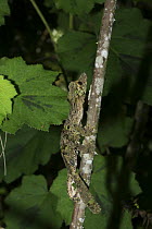 Leaf-tailed gecko (Uroplatus fimbriatus) on tree at night, Madagascar
