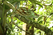 Parsons chameleon (Calumma parsonii) male on branch, Madagascar