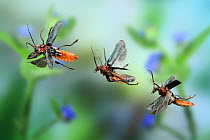 RF- Black and red soldier beetle (Cantharis rustica) in flight, UK, digital composite. (This image may be licensed either as rights managed or royalty free.)