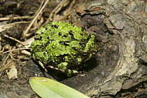 Frog (Scaphiophryne spinosa) Andasibe-Mantadia NP, Madagascar