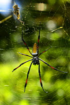 RF- Giant spider (Nephila sp) on web with prey wrapped up, Madagascar. (This image may be licensed either as rights managed or royalty free.)