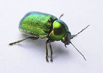 Cylindrical leaf beetle (Cryptocephalus hypochaeridis) portrait, Surrey, England