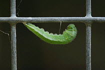 Orange tip butterfly (Anthocharis cardamines) caterpillar preparing to pupate on wire mesh, Surrey, England, sequence 1/2