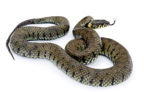 Grass Snake (Natrix natrix) captive, Surrey, England