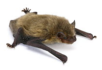Common pipistrelle bat (Pipistrellus pipistrellus) juvenile, Surrey, England