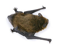 Common pipistrelle bat (Pipistrellus pipistrellus) juvenile, Surrey, England