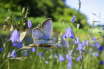Common blue butterfly (Polyommatus icarus) females awaking at sunrise among Harebells (Campanula rotundifolia) Surrey, England, digital composite