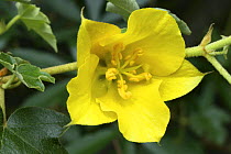 California Glory / Flannel bush (Fremontodendron sp) flower, Surrey, England