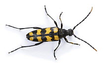 Four-banded longhorn beetle (Leptura quadrifasciata) female, Surrey, England