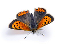 Small copper butterfly (Lycaena phlaeas) Surrey, England