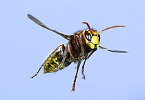 European hornet (Vespa crabro) worker flying with middle and hind legs extended ready to attack and sting an intruder threatening the nest, Surrey, England