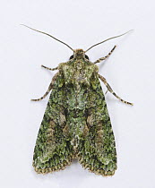 Brindled green moth (Dryobotodes eremita) Surrey, England