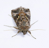 Silver Y Moth (Autographa / Plusia gamma) Surrey, England