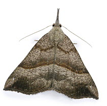 Snout Moth (Hypena proboscidalis) Surrey, England