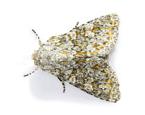 Large rannunculus moth (Polymixis flavicincta) Surrey, England