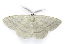 Common white wave moth (Cabera pusaria) Surrey, England