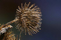 Burdock (Arctium minus) seed head, UK