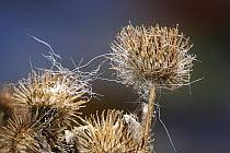 Burdock (Arctium minus) seed head with animal hair caught in it, UK