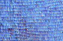 Morpho butterfly (Morpho didius) close-up of wing scales
