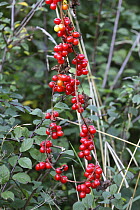 Black bryony (Dioscorea communis) berries in an autumn hedgerow, Surrey, England