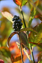 Privet (Ligustrum vulgare) berries in an autumn hedgerow, Surrey, England