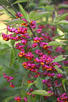 Spindle (Euonymus europaeus) berries in autumn, Surrey, England