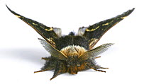 December moth (Poecilocampa populi) male, Surrey, England
