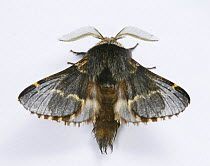 December moth (Poecilocampa populi) male, Surrey, England