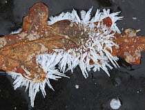Frost crystals on a fallen oak leaf, Surrey, England