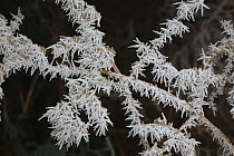 Freezing fog frost crystals on dead bracken, Surrey, England