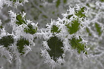 Freezing fog frost crystals on holly leaves, Surrey, England