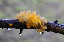 Yellow brain fungus (Tremella mesenterica) growing on dead crab apple branch, Surrey, England