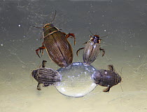 Water beetles (Dytiscus marginalis) and (Acilius sulcatus) clustered around an air bubble trapped beneath the ice of a frozen pond, digitally enhanced, Surrey, England