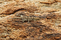 Bradfield's Namib day gecko (Rhoptropus bradfieldii) camouflaged on red granite, Namibia, Africa