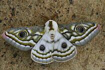 Emperor moth (Gonimbrasia sp) on rock, Namibia