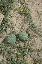 Wild water melon (Citrullus lanatus) in the northern Namib Desert