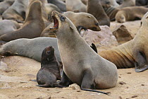 African / Cape fur seal (Arctocephalus pusillus) female yawning, Namibia, Africa