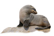 African / Cape fur seal (Arctocephalus pusillus) female, Namibia, Africa