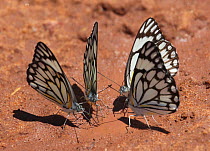 Pioneer white butterflies (Anaphaeis / Belenois aurota) sucking mineral-rich moisture from damp earth, Namibia
