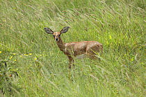Steenbok (Raphicerus campestris) in long grass, Namibia, Africa